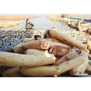 Fresh Lotus Root
